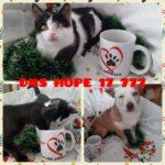 Коледен базар