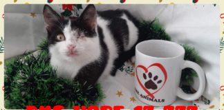 Коледен базар