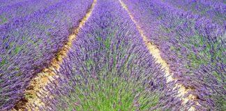 Илюстративна снимка: Пиксабей