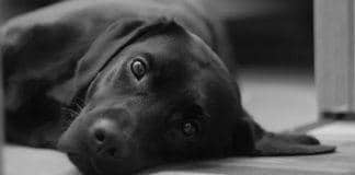 Илюстративна снимка: Пиксабей