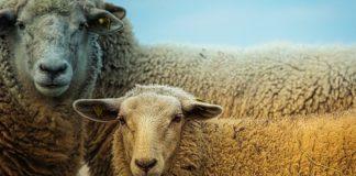 Илюстративна снимка: Пиксабей