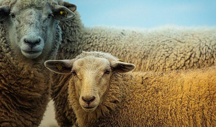 Илюстративна снимка: Пиксабей