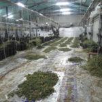 Откриха марихуана за 1 милион лева в Русенско