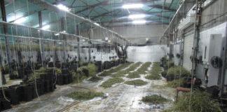 Откриха марихуана за 1 милион лева в Русенско