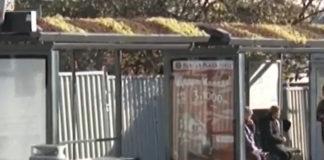 Зелени шапки