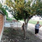 Обесено куче