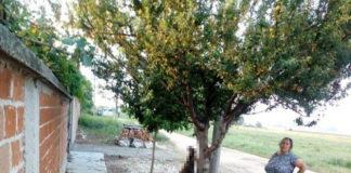 Обесено куче