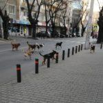 Глутница бездомни кучета до училище в Стара Загора