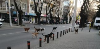 Глутница бездомни кучета до училище в Стара Загора