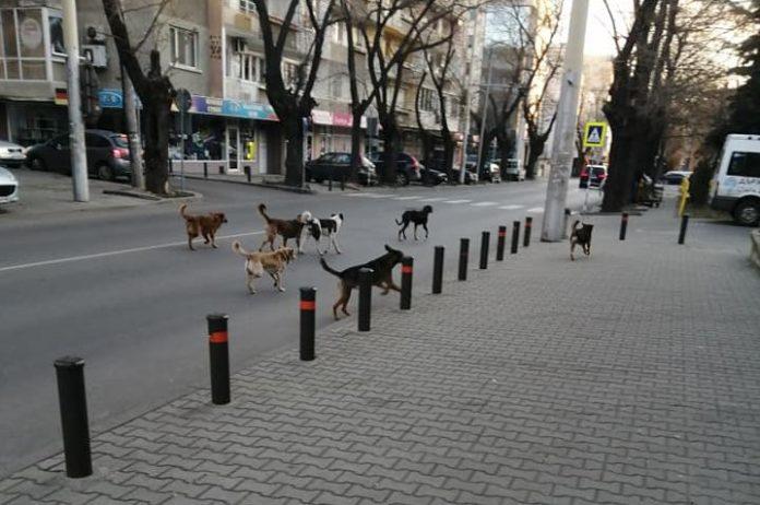 Глутница бездомни кучета до училище в Стара Загора