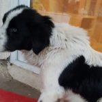 Куче с отрязани задни крайници