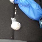 Акция Интерпол