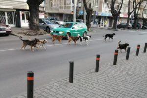 Глутница бездомни кучета до училище в Стара Загора