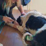 Куче с отрязани задни крайници