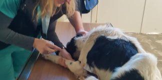 Куче с отрязани задни крайници