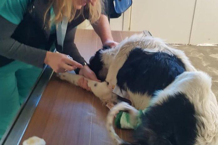 Куче с отрязани задни крайници