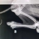 Снимки на отрязаните крайници