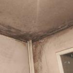 Мухъл в общинско жилище в Стара Загора