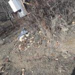 Кучето. Снимка: Фейсбук, Забелязано в Кюстендил, Десислава Джоргова‎