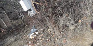 Кучето. Снимка: Фейсбук, Забелязано в Кюстендил, Десислава Джоргова‎