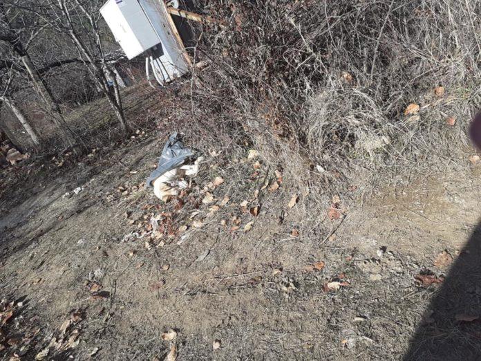 Кучето. Снимка: Фейсбук, Забелязано в Кюстендил, Десислава Джоргова‎