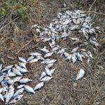 Снимка: Фейсбук, РИБОЛОВ КРАЙ БУРГАС, Иван Петров