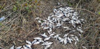 Снимка: Фейсбук, РИБОЛОВ КРАЙ БУРГАС, Иван Петров