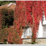 Снимка: Държавната психиатрична болница Св. Иван Рилски