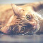 Илюстративна снимка: Пиксабей