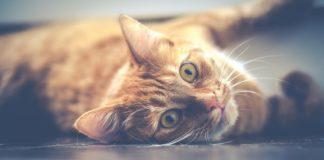 Илюстративна снимка: Пиксабей