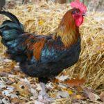 Илюстративна снимка: Пиксабей