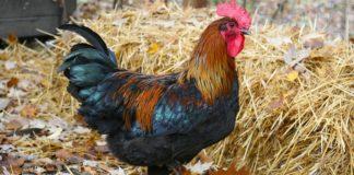 Илюстративна снимка: Пиксабей