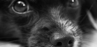 Илюстративна снимка: Пиксабей