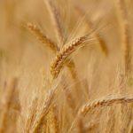 Илюстративна снимка: Пиксабей