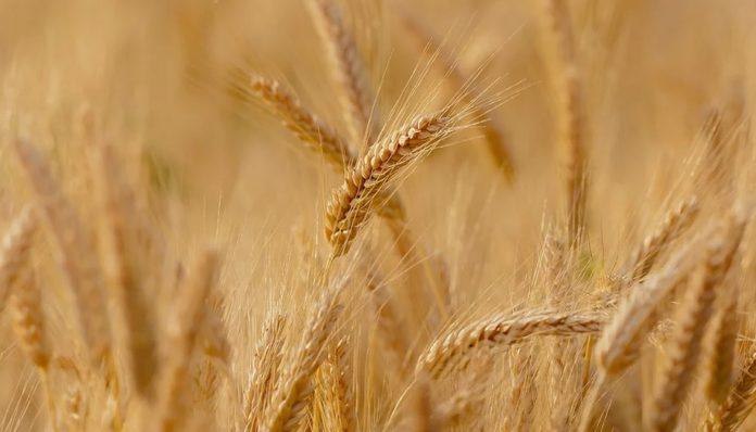 Илюстративна снимка: Пиксабей