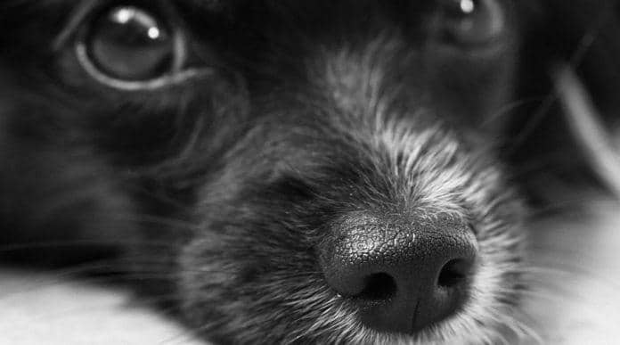 Илюстративна снимка: Пиксабей