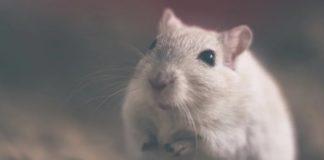 Илюстративна снимка: Пиксабей