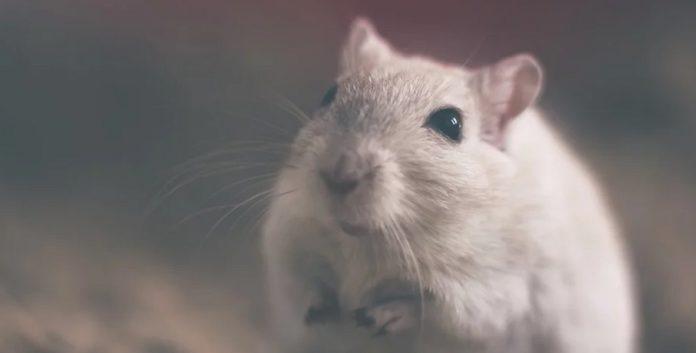 Илюстративна снимка: Пиксабей