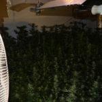 Домашна нарколаборатория с канабис в Елин Пелин