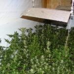 Домашна нарколаборатория с канабис в Елин Пелин