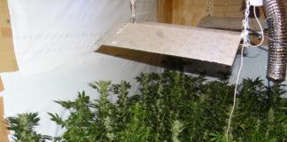 Домашна нарколаборатория с канабис в Елин Пелин