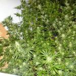 Домашна нарколаборатория с канабис в Елин Пелин