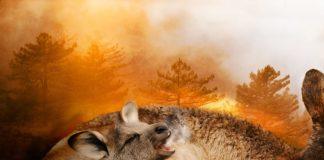 Пожари в Австралия