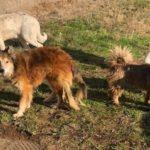 Бездомни кучета