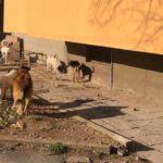 Бездомни кучета