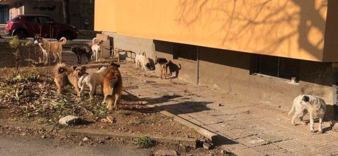 Бездомни кучета