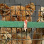 Лъв в клетка