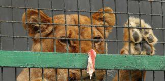 Лъв в клетка