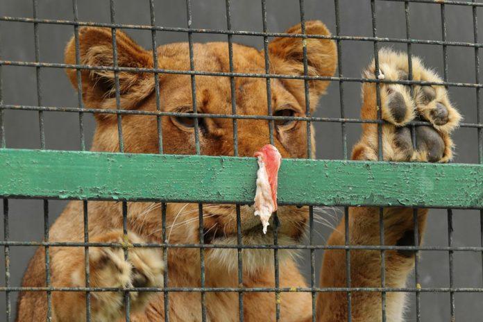 Лъв в клетка