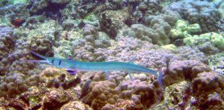 Риба Морска игла